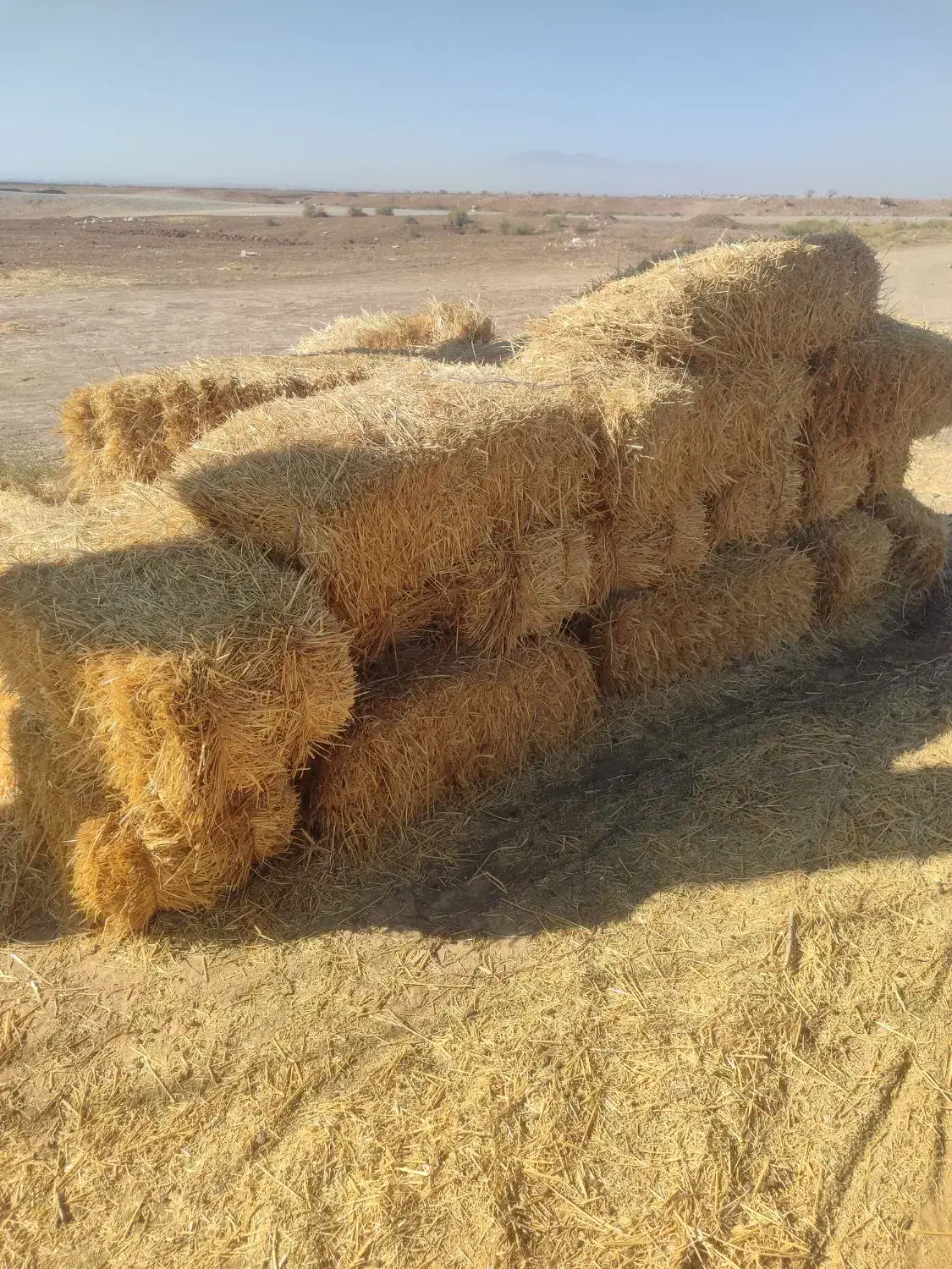 پخل گندم و علف زعفران|لوازم جانبی حیوانات|بوژگان, |دیوار