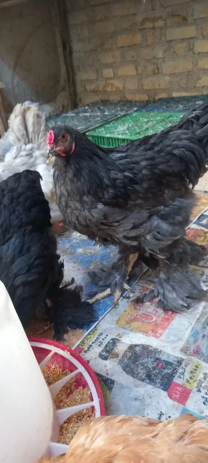 برهما گله مرغ و خروس جوجه برهما فیروزآباد فارس|حیوانات مزرعه|شیراز, شهرک سراج|دیوار