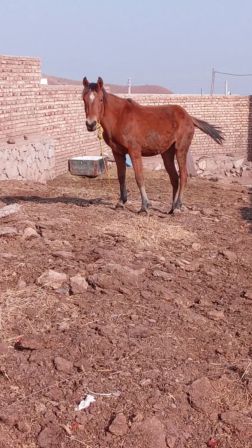 کره اسب مادیون ۱۵ ماهه|اسب و تجهیزات اسب‌سواری|مرند, |دیوار