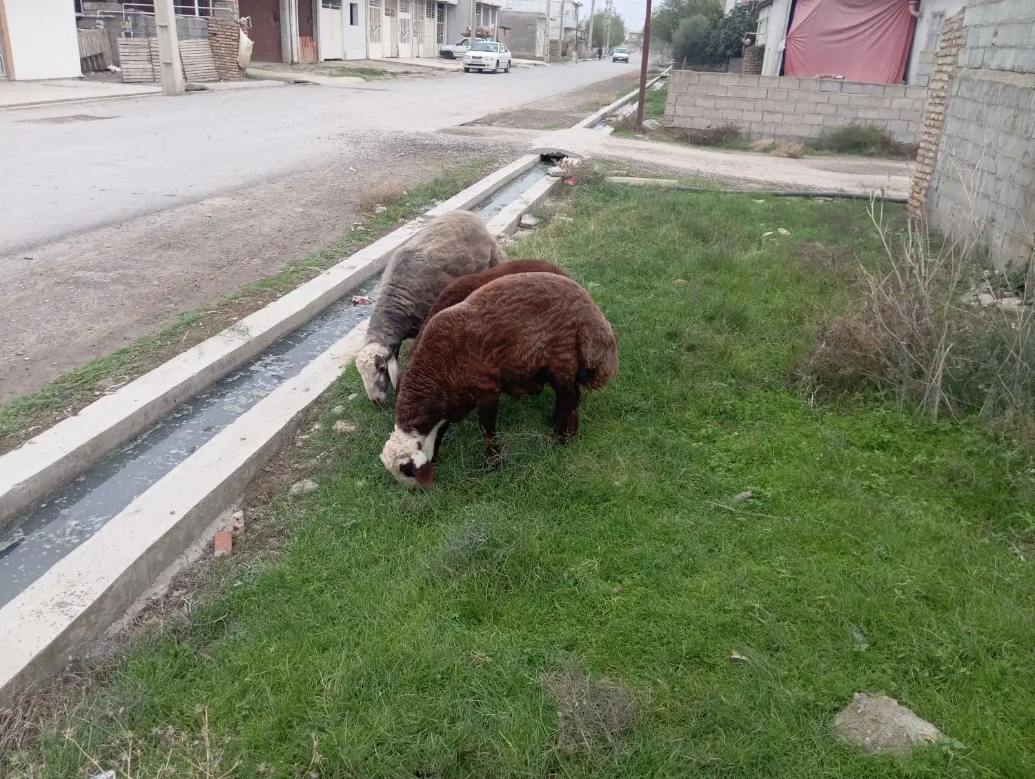 دوعددتوقلی|حیوانات مزرعه|سیمین شهر, |دیوار