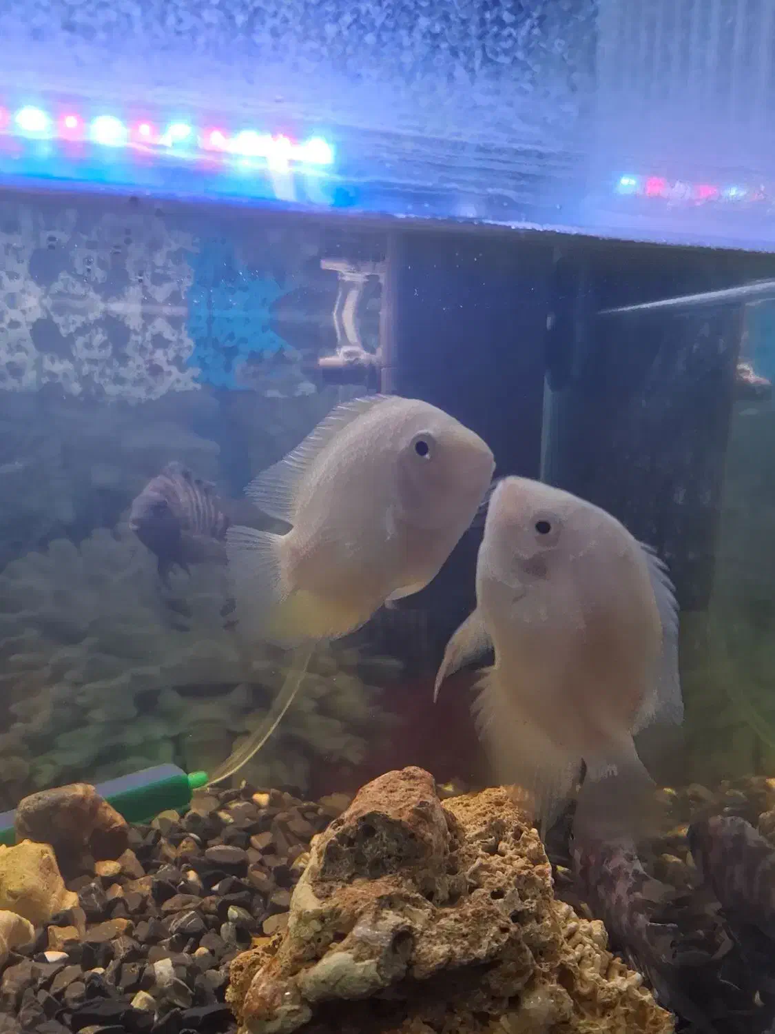 ماهی گوشت خوار|ماهی|خرمآباد, |دیوار