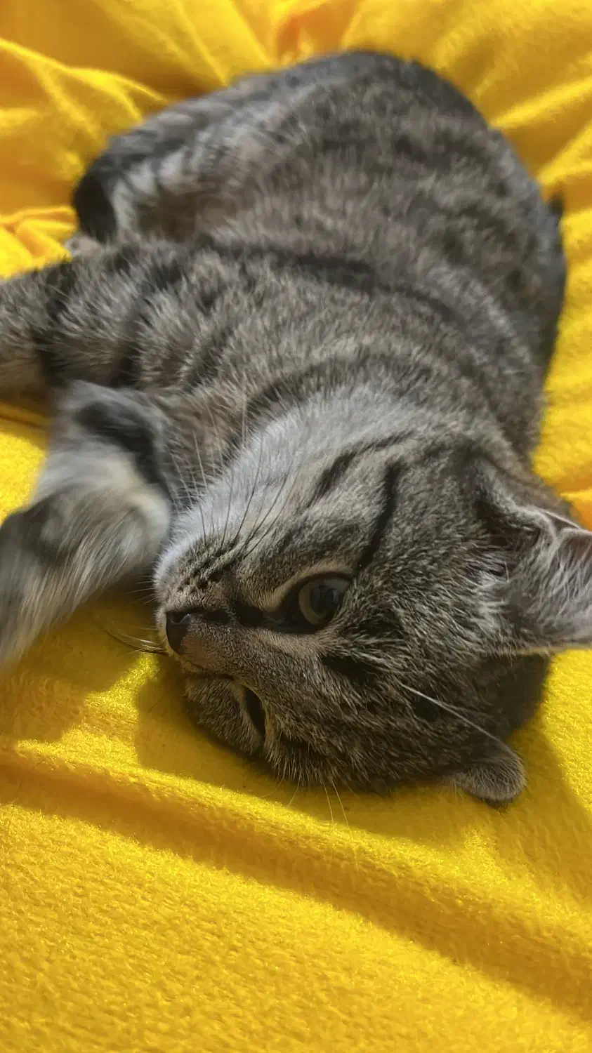 واگذاری بچه گربه|گربه|اردبیل, |دیوار