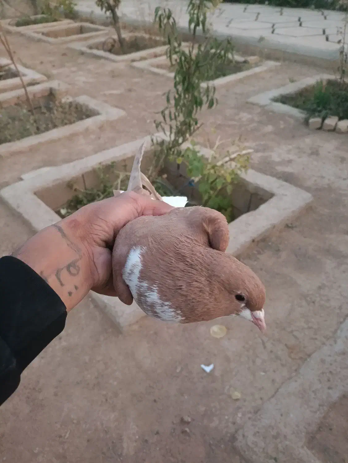 کفتر|پرنده|شیراز, گویم|دیوار