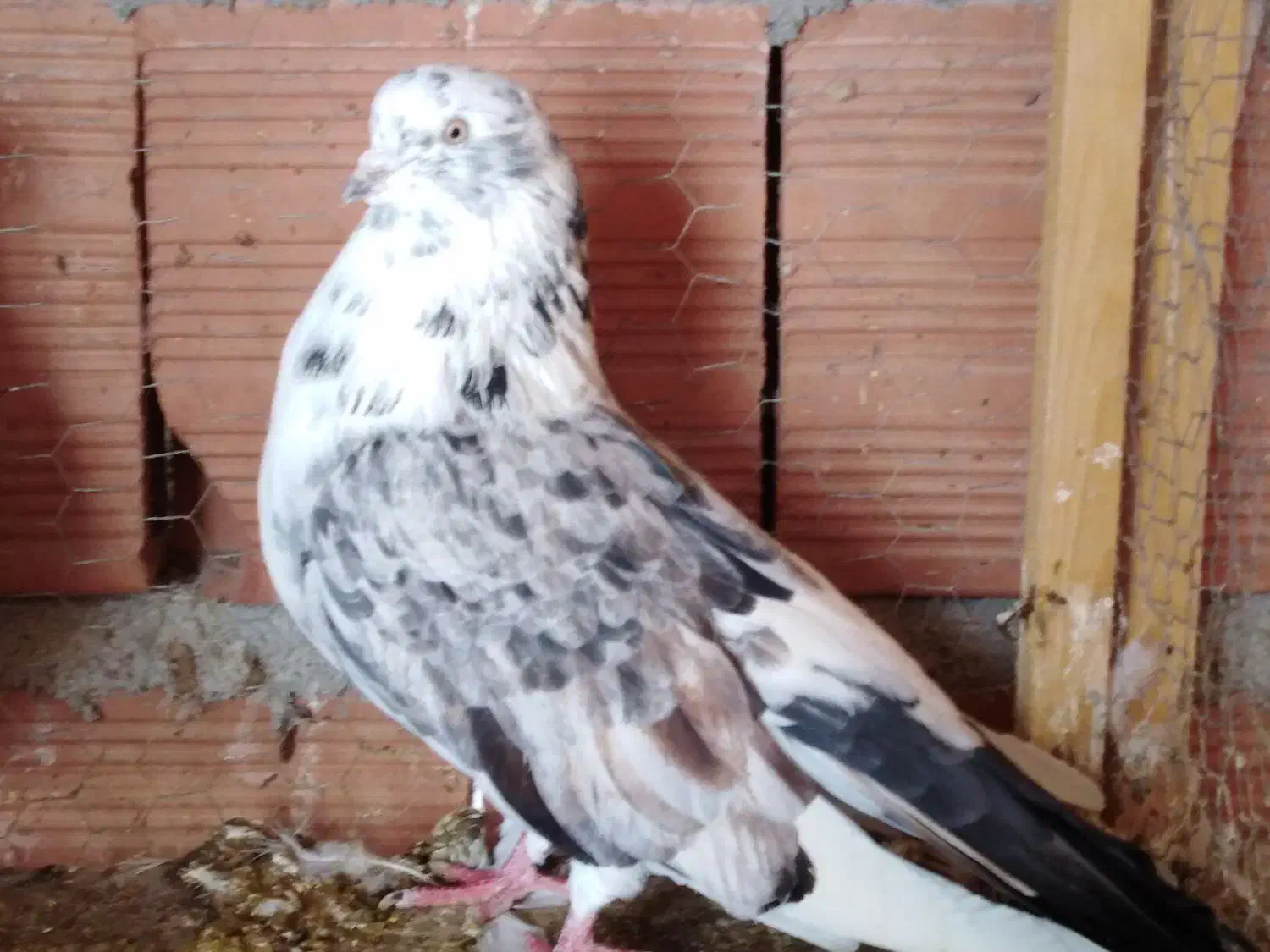 یک جفت کبوتر شمرونی گردن کلفت|پرنده|قائم‌شهر, |دیوار