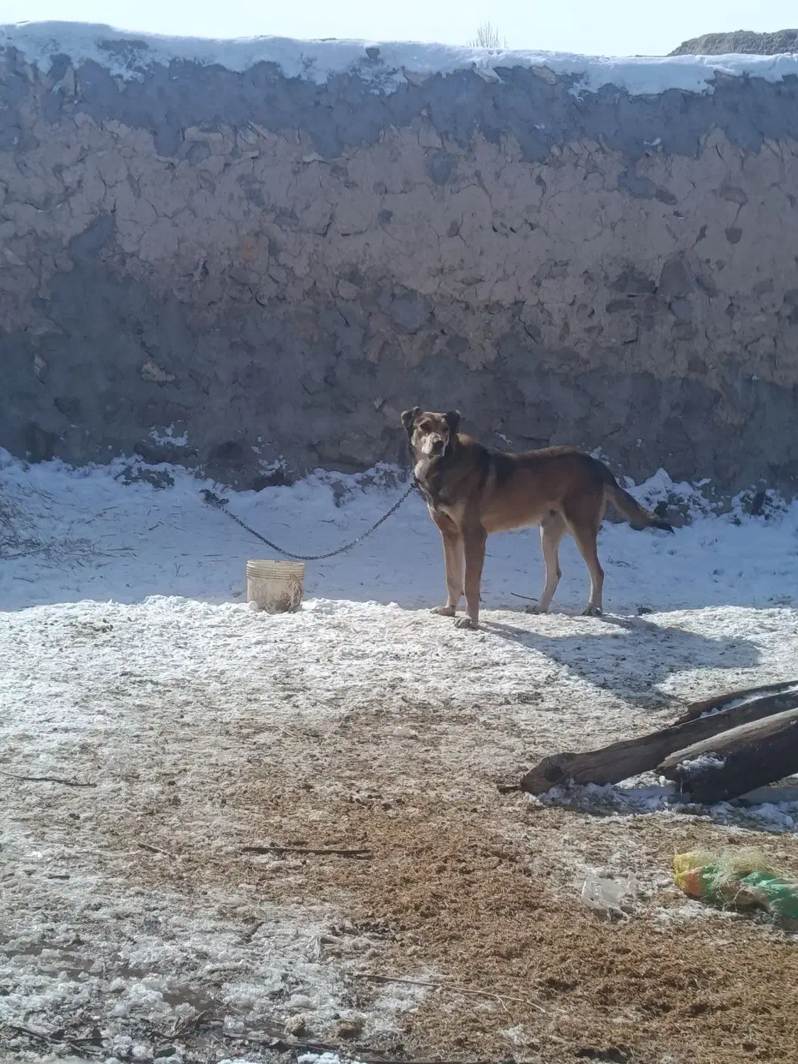 سگ سرابی|سگ|سلماس, |دیوار