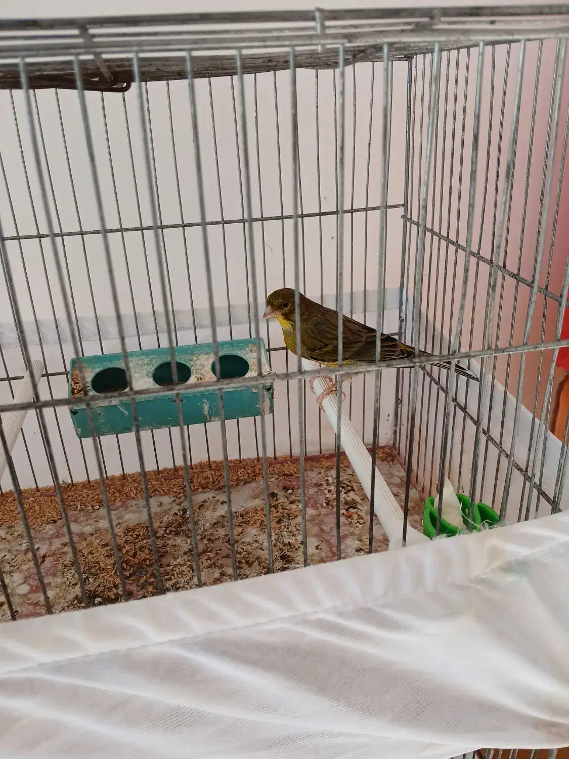 سه عدد قناری قورولتی|پرنده|اردبیل, |دیوار