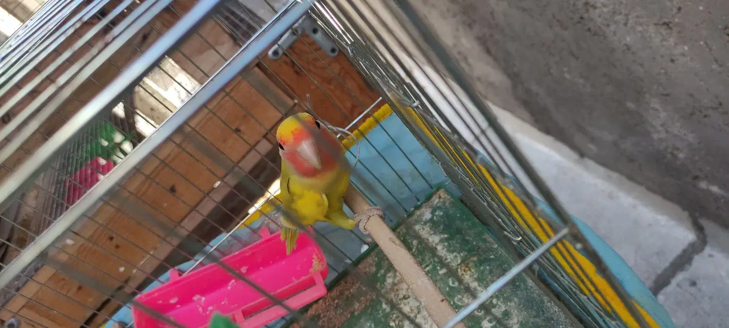 طوطی برزیلی|پرنده|الوند, |دیوار