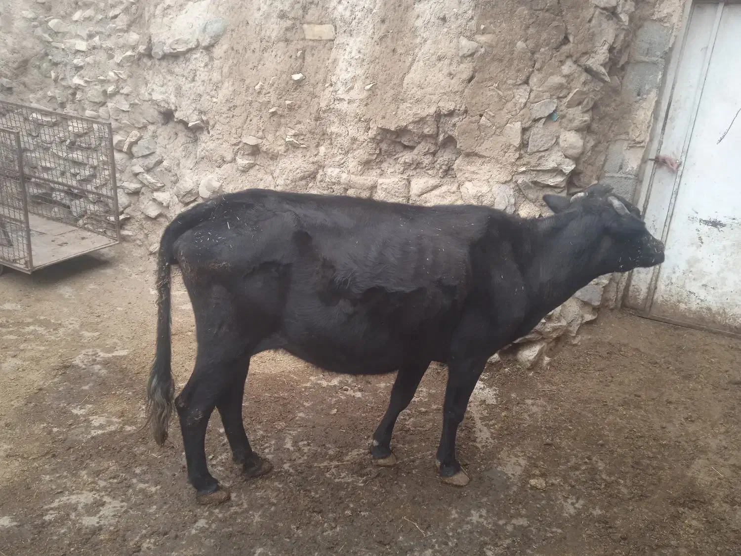 دوعدد گاو گوساله بزرگ ماده زایمان هستی|حیوانات مزرعه|کلیبر, |دیوار