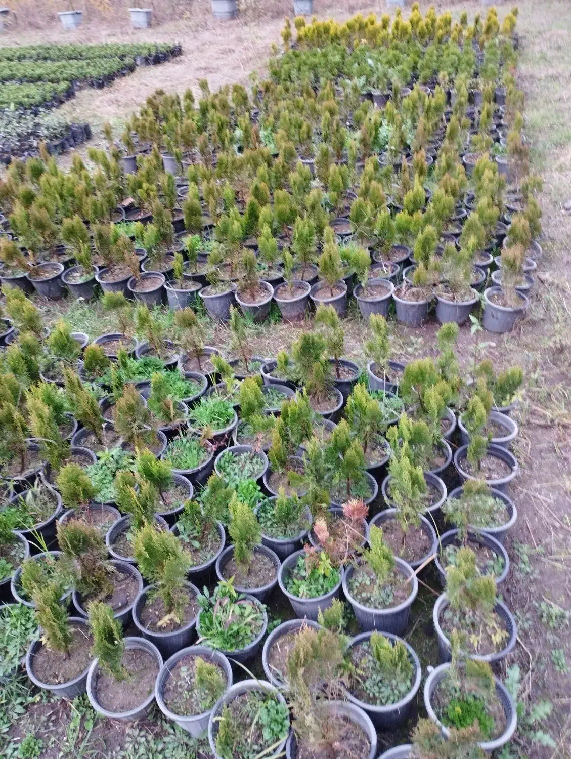 کامیس فشرده|گل و گیاه طبیعی|کلاچای, |دیوار