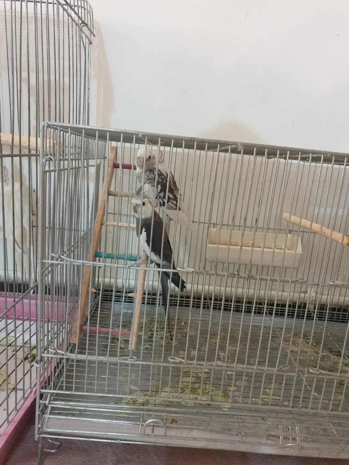 دو جفت عروس هلندی مولد|پرنده|محلات, |دیوار