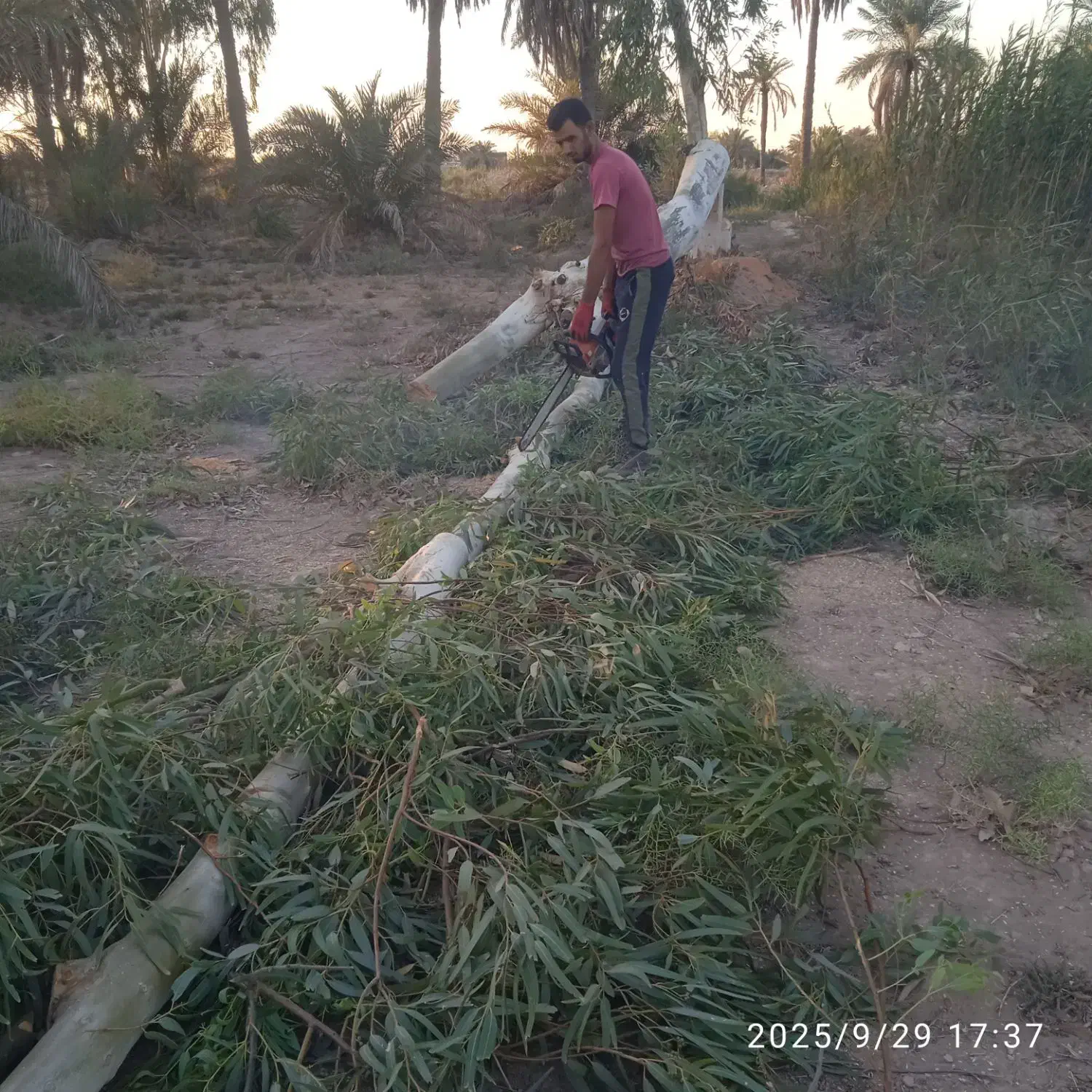 بریدن درخت وحرس کاری|خدمات باغبانی و درختکاری|آبادان, |دیوار