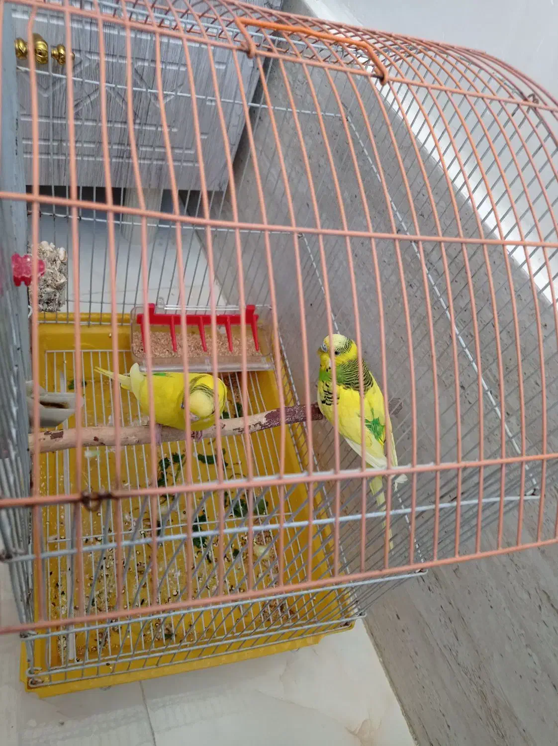 یک جفت مرغ عشق درشت وسرحال|پرنده|سنقر, |دیوار