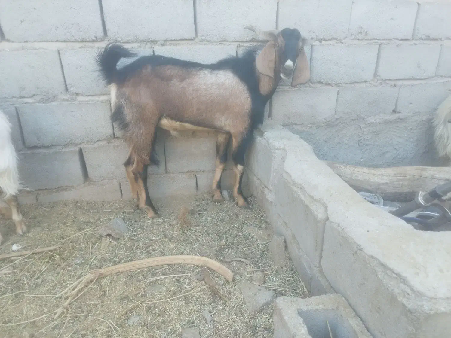 دو عدد نری یک کیسه|حیوانات مزرعه|ریگان, |دیوار