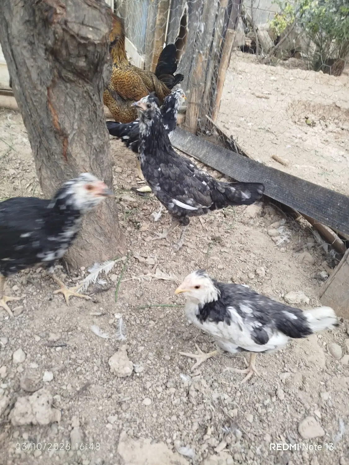 مرغ|حیوانات مزرعه|فارسان, |دیوار