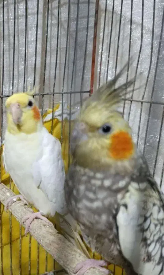 عروس هلندی|پرنده|تالش, تالش|دیوار