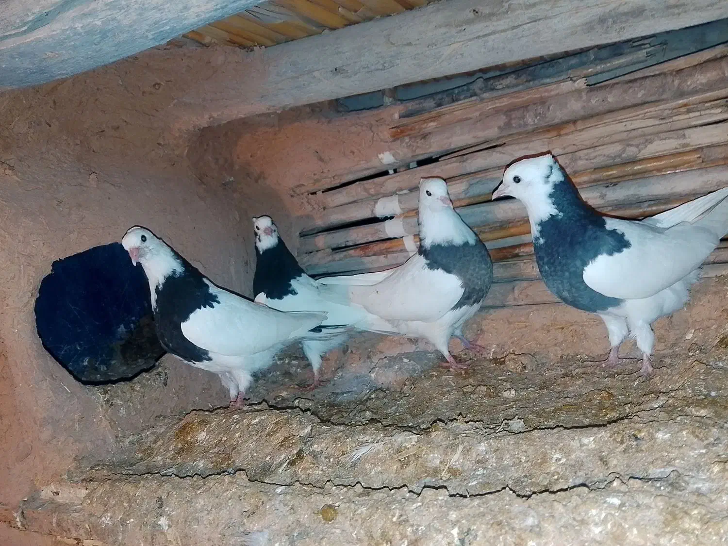 طوق|پرنده|زاگرس, |دیوار