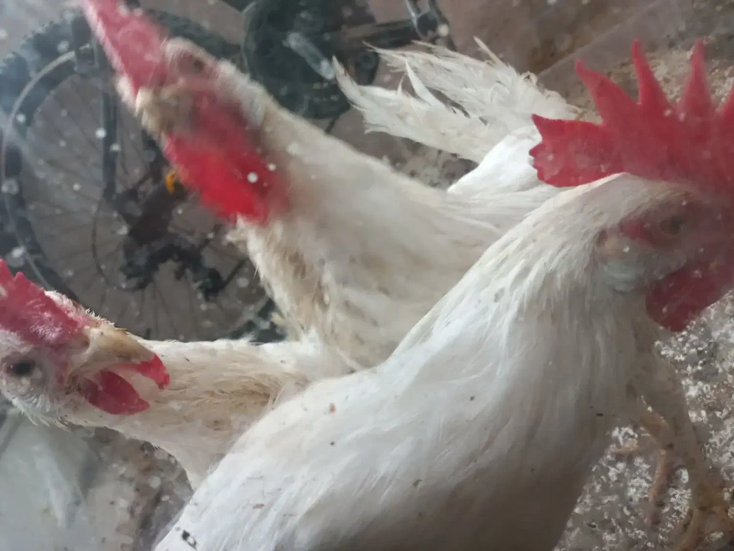 خروس سفید|پرنده|مشهد, آزادشهر|دیوار