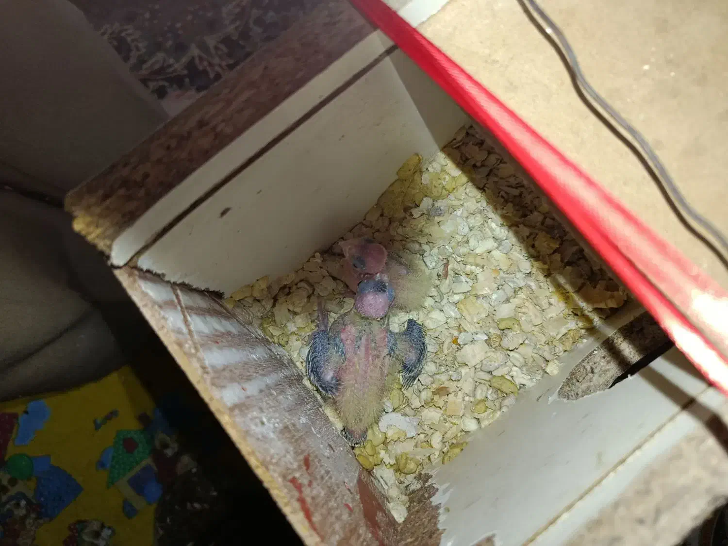 طوطی برزیلی و عروس هلندی|پرنده|میانه, |دیوار