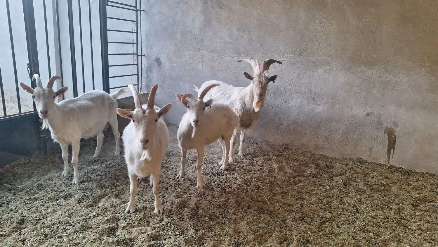 بز سانا|حیوانات مزرعه|لنجان, |دیوار