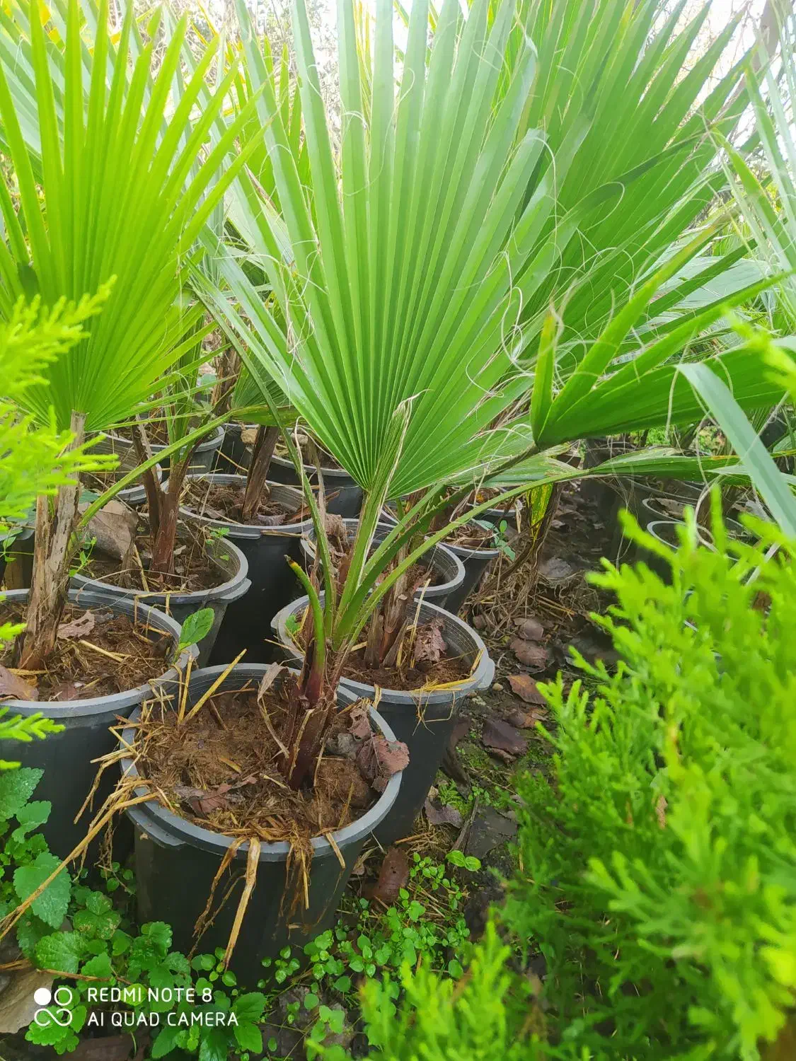 پالم واشنگتن خوشگل وسرحال|گل و گیاه طبیعی|کلاچای, |دیوار