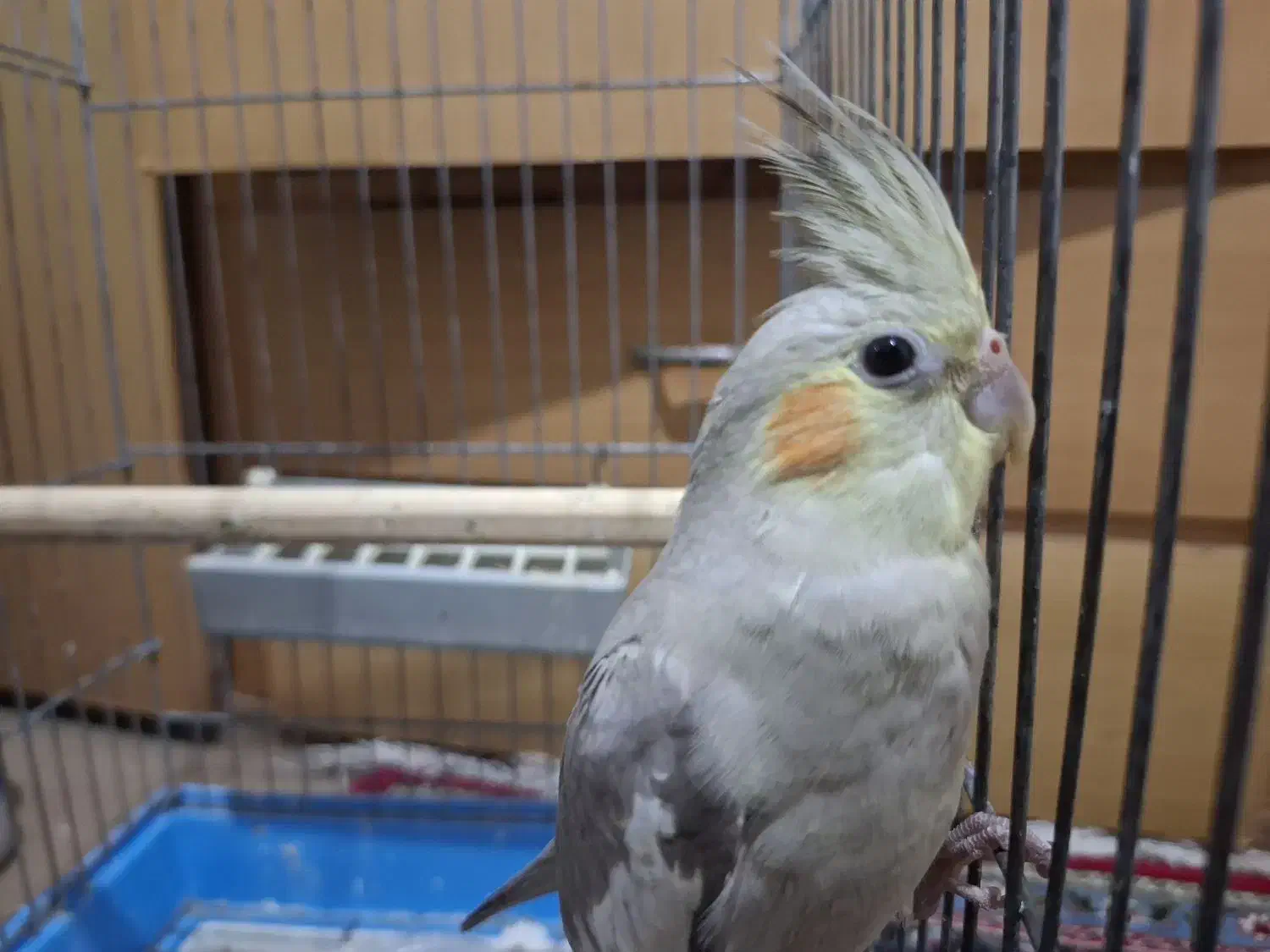 جفت عروس هلندی|پرنده|رودسر, |دیوار