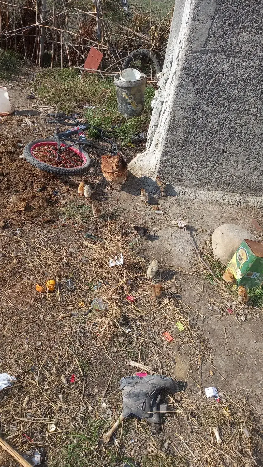 یک مرغ با 10جوجه محلی قیمت 1200000|حیوانات مزرعه|گرگان, |دیوار