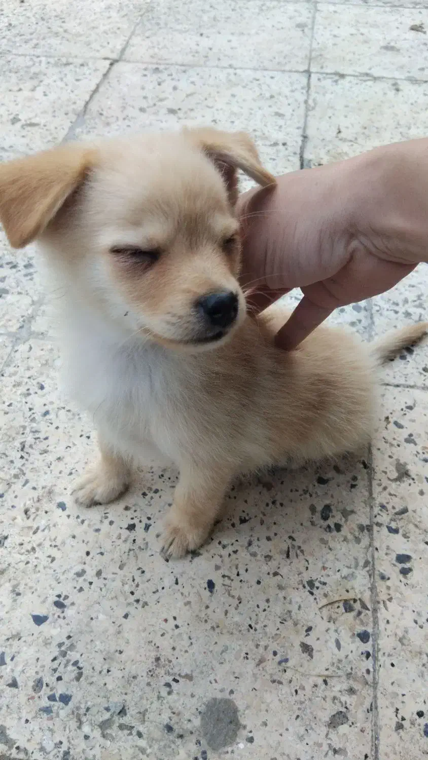 سگ پامر روباهی|سگ|گلوگاه, |دیوار