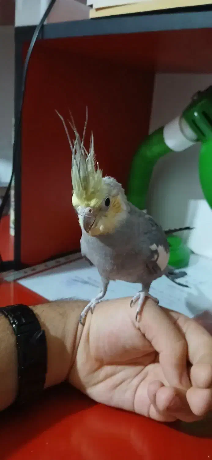 عروس هلندی|پرنده|گرمسار, |دیوار