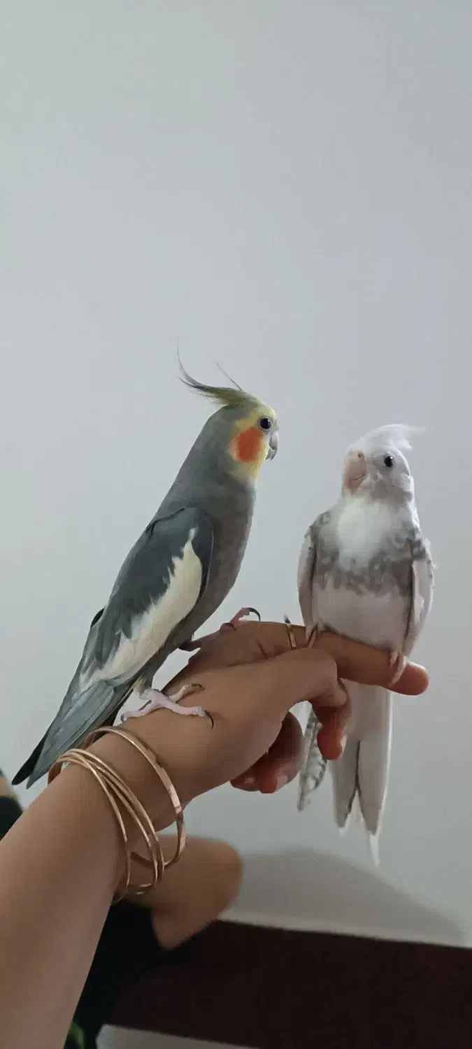 عروس هلندی|پرنده|بوئین زهرا, |دیوار