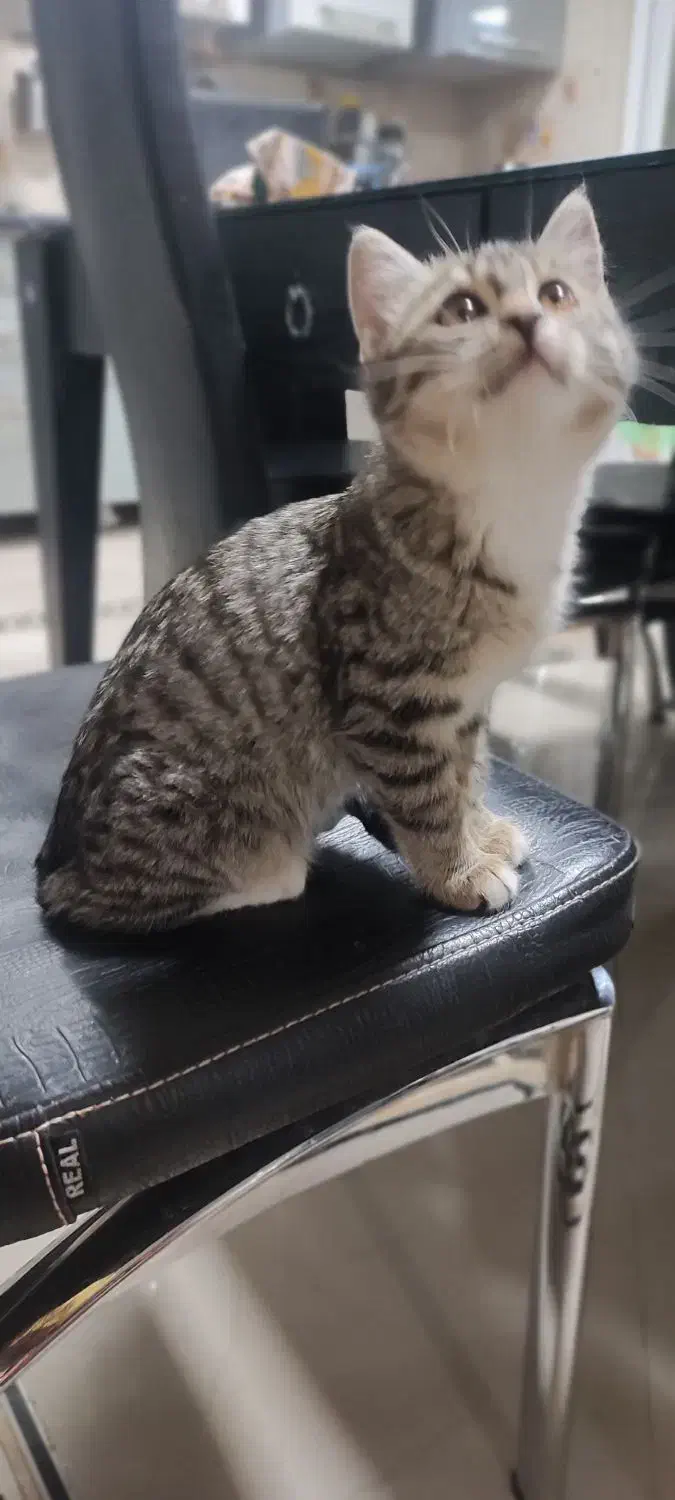 واگذاری گربه|گربه|بیرجند, |دیوار