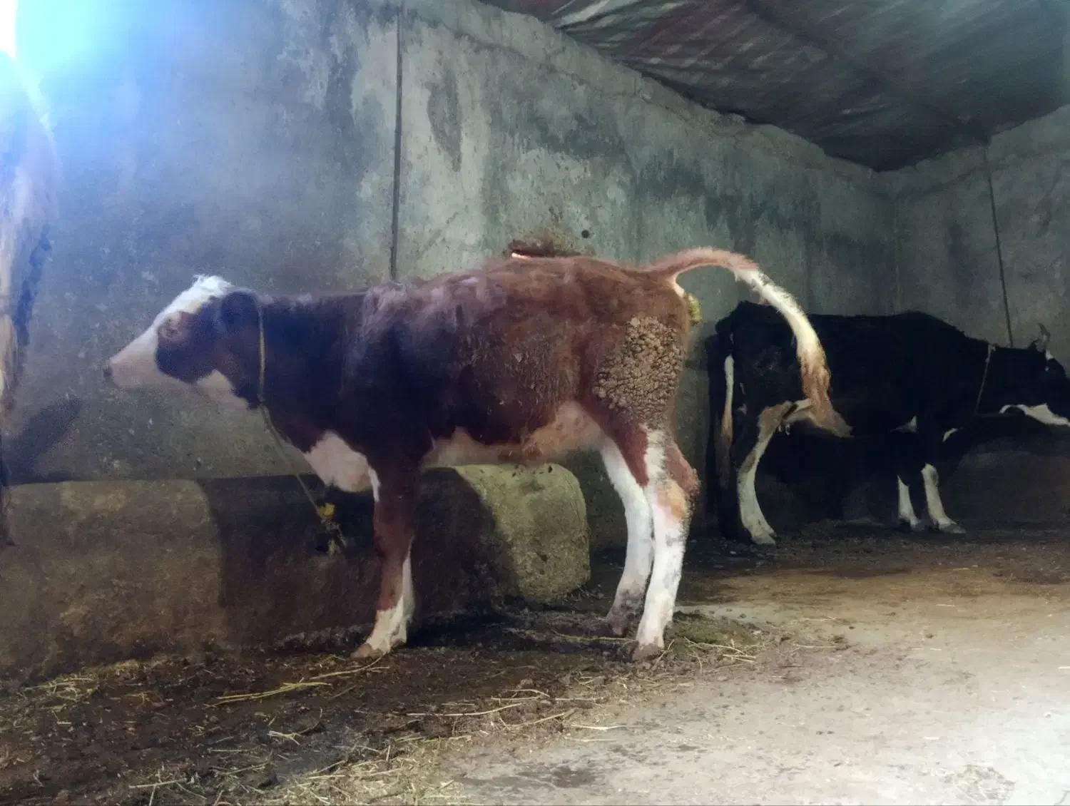 گوساله ماده|حیوانات مزرعه|نظر کهریزی, |دیوار