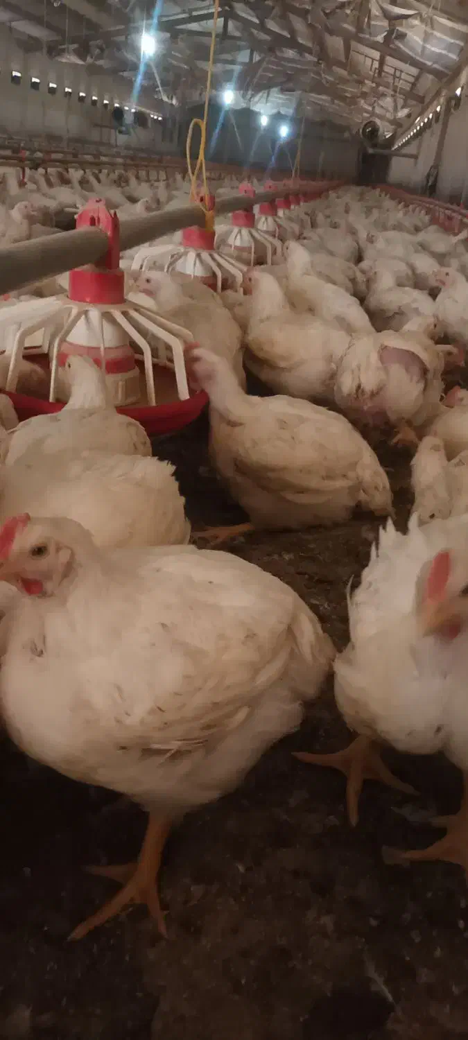 کارگر ساده مرغداری گوشتی|استخدام صنعتی، فنی، مهندسی|خرمدشت, |دیوار