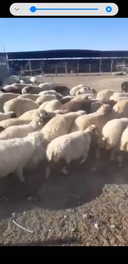 فروش کهره وبره|حیوانات مزرعه|بندرعباس, |دیوار