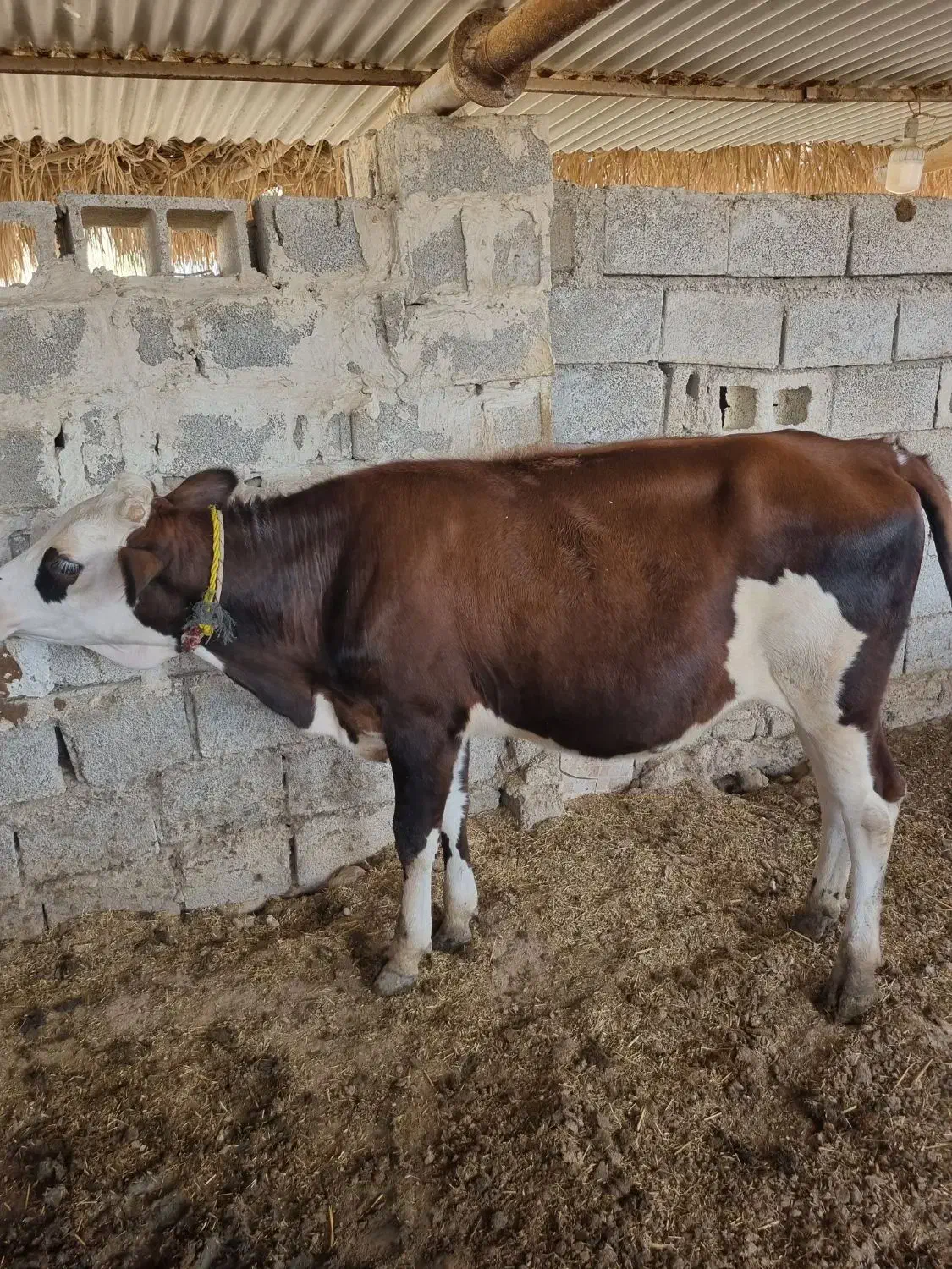 گاو|حیوانات مزرعه|اهرم, |دیوار