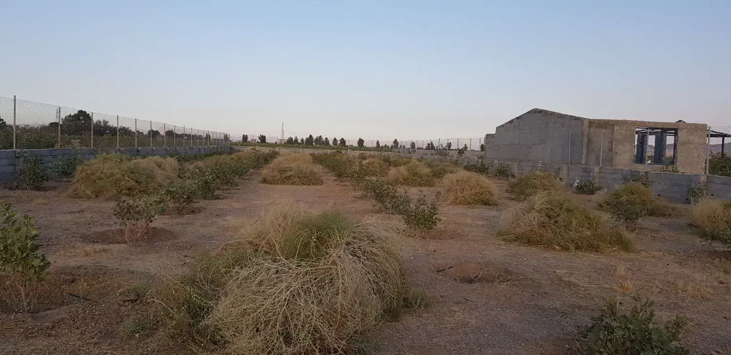باغ ۲۰۰۰ متری روبروی اسنوا با درختان پسته پیوندی|فروش دفتر صنعتی، کشاورزی، تجاری|شاهین‌شهر, مورچه خورت|دیوار