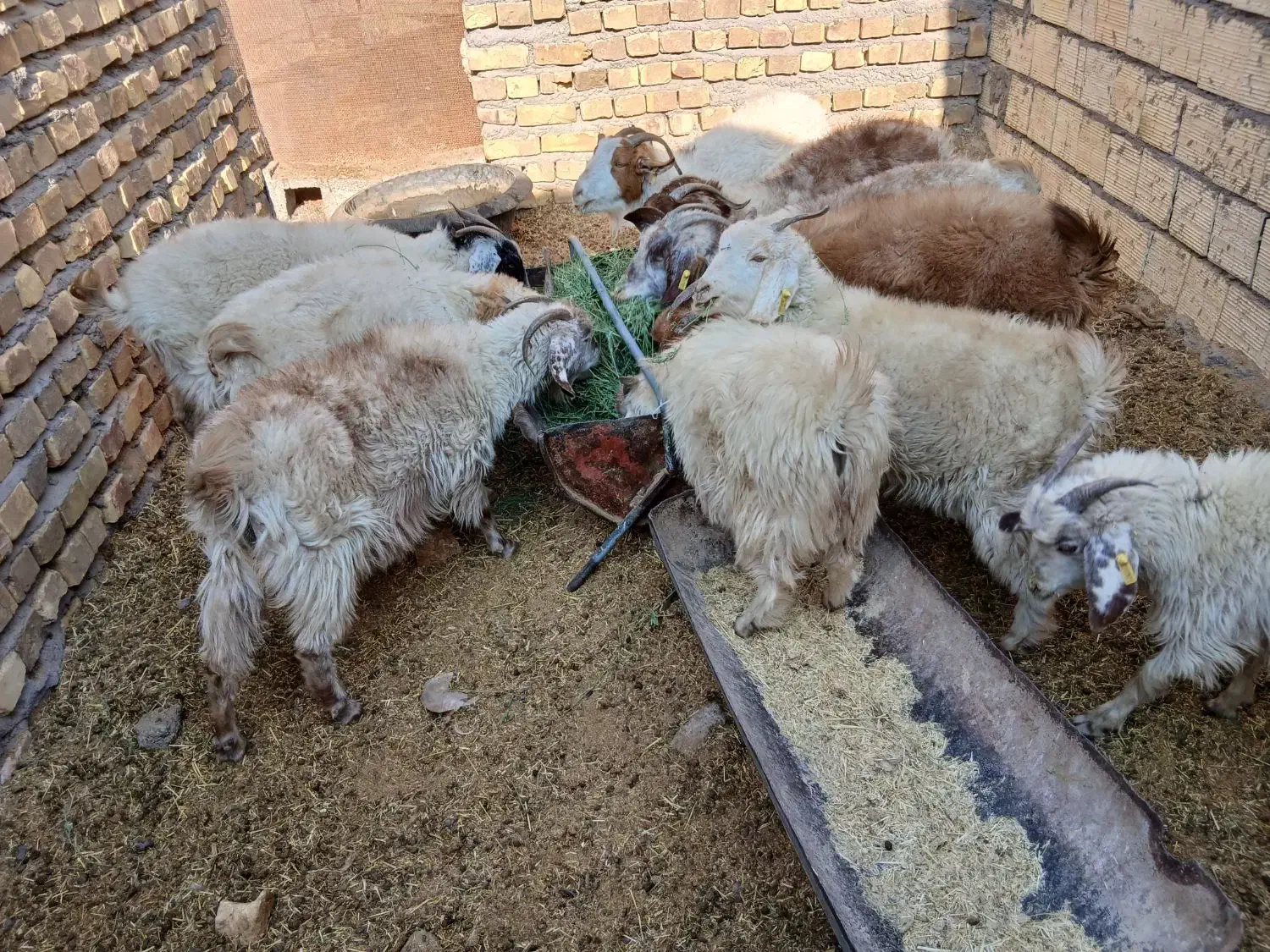 بزوکره|حیوانات مزرعه|رفسنجان, |دیوار