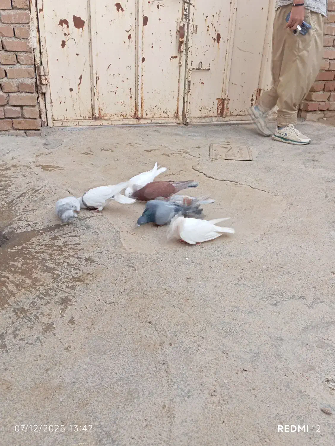 کبوتر کوهی نر قرمز نر طوقی سیاه ماده طوقی کارتونی|پرنده|کبودرآهنگ, |دیوار