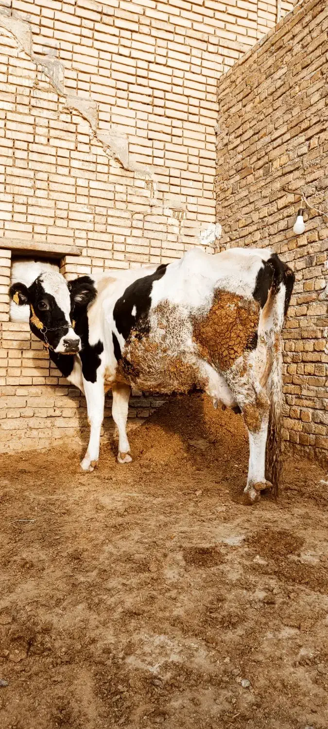 گاو با گوساله ماده درجه یک کاه خور|حیوانات مزرعه|الیگودرز, |دیوار