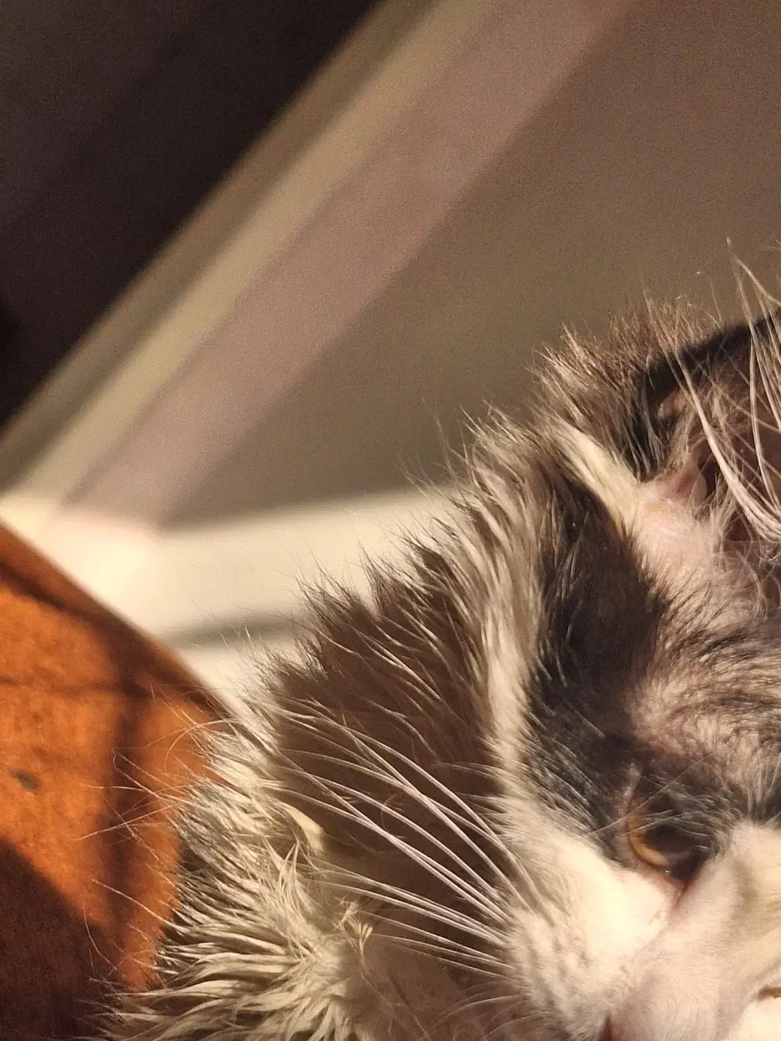 واگذاری پیشی|گربه|تهران, جوادیه تهرانپارس|دیوار