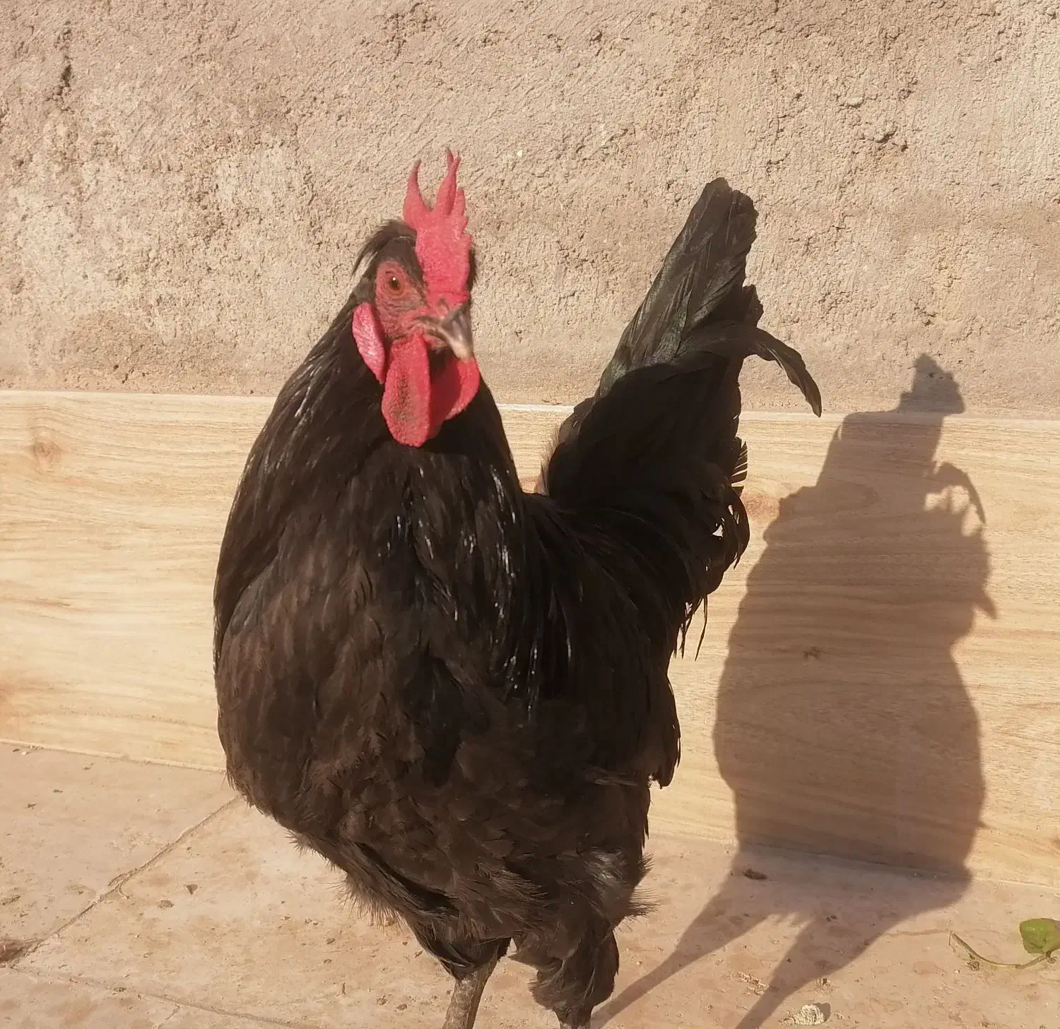 مرغ و خروس|حیوانات مزرعه|قم, ولیعصر|دیوار