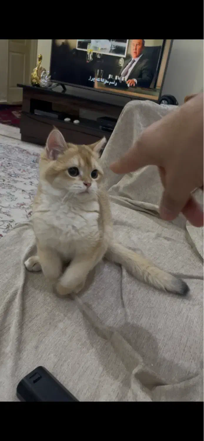 بریتیش گلد کد ny12 پسر|گربه|تهران, سازمان آب|دیوار