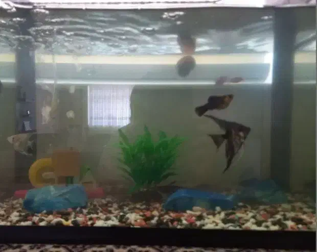 اکواریوم|ماهی|آق قلا, |دیوار