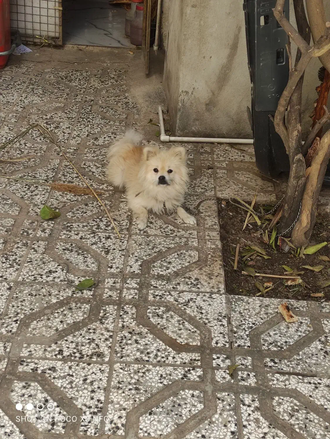 سگ پامرین خرسی|سگ|کلاله, |دیوار