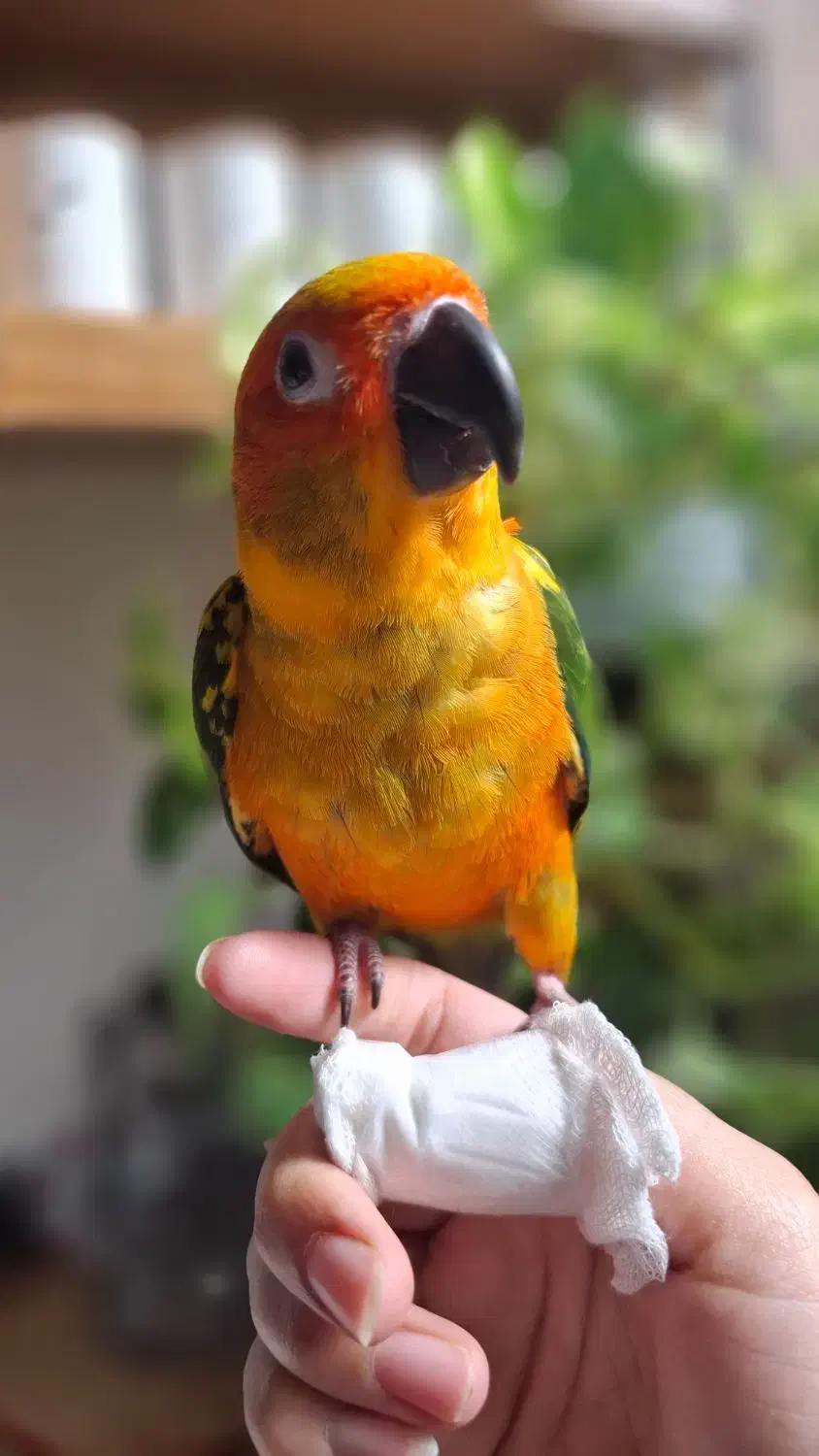 طوطی خورشیدی|پرنده|اصفهان, کشاورزی|دیوار