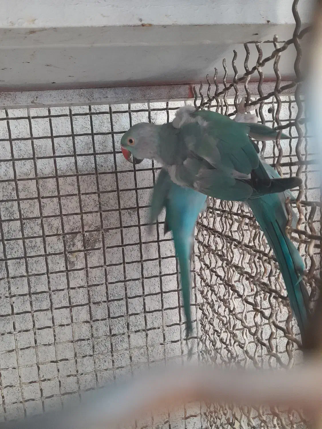 طوطی|پرنده|لامرد, |دیوار