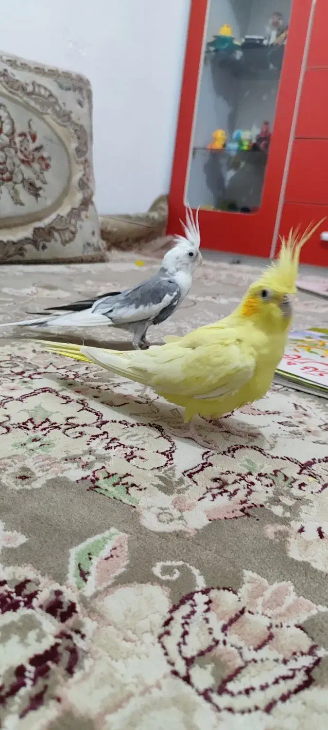 عروس هلندی|پرنده|ملایر, |دیوار