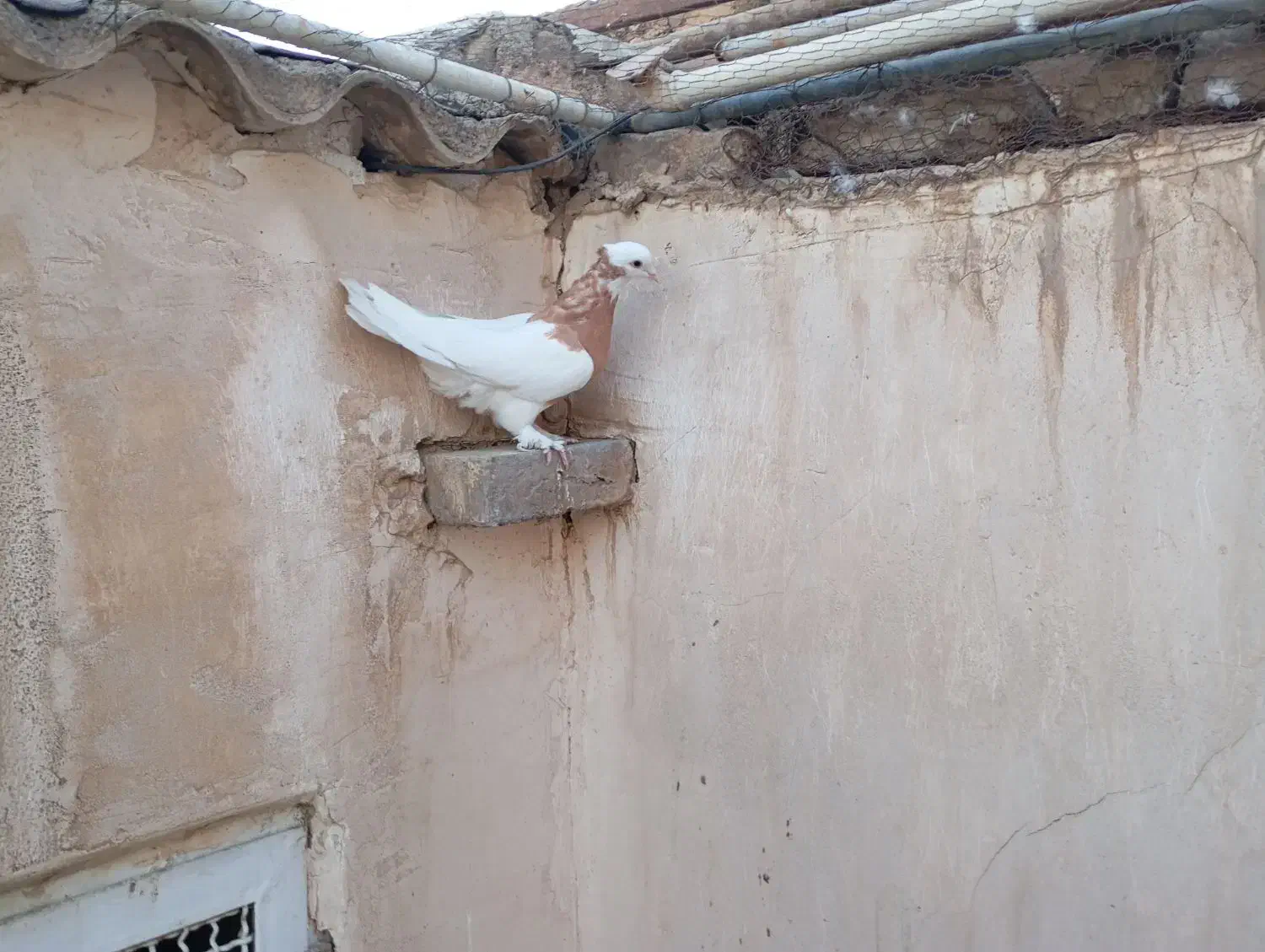 طوقی نر زرد موش پا کاکلی|پرنده|قم, مجیدیه|دیوار