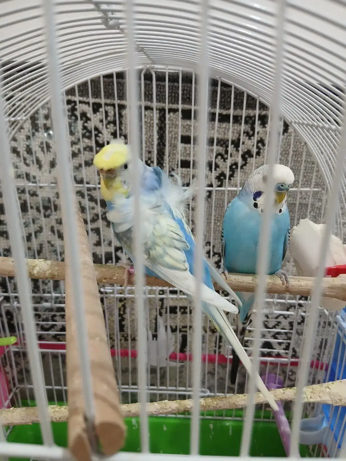 پرنده زینتی|پرنده|شاهرود, |دیوار