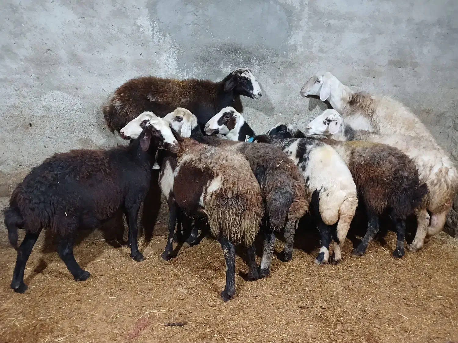 میش پلنگی مایه کرد|حیوانات مزرعه|بروجرد, |دیوار