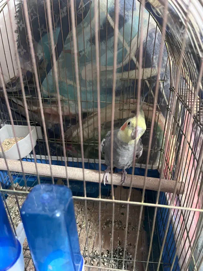 عروس هلندی|پرنده|قم, نخودی|دیوار